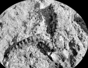 Fossiles marin1 2