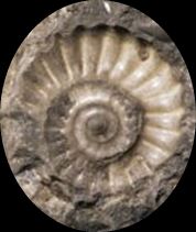 Fossiles marin2 1